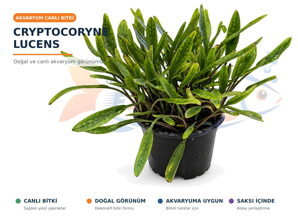 Cryptocoryne Lucens CANLI BİTKİ