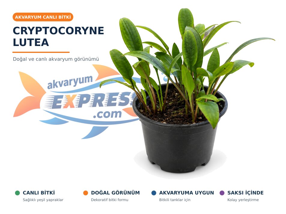 Cryptocoryne Lutea CANLI BİTKİ