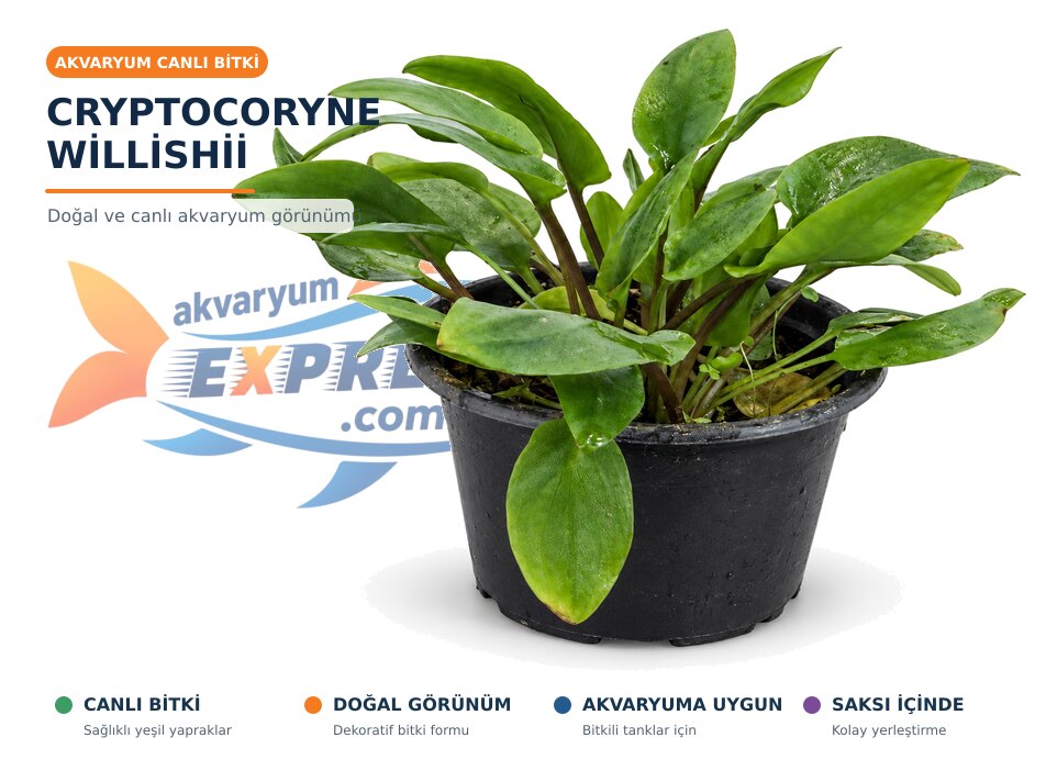 CRYPTOCORYNE WİLLİSHİİ CANLI BİTKİ