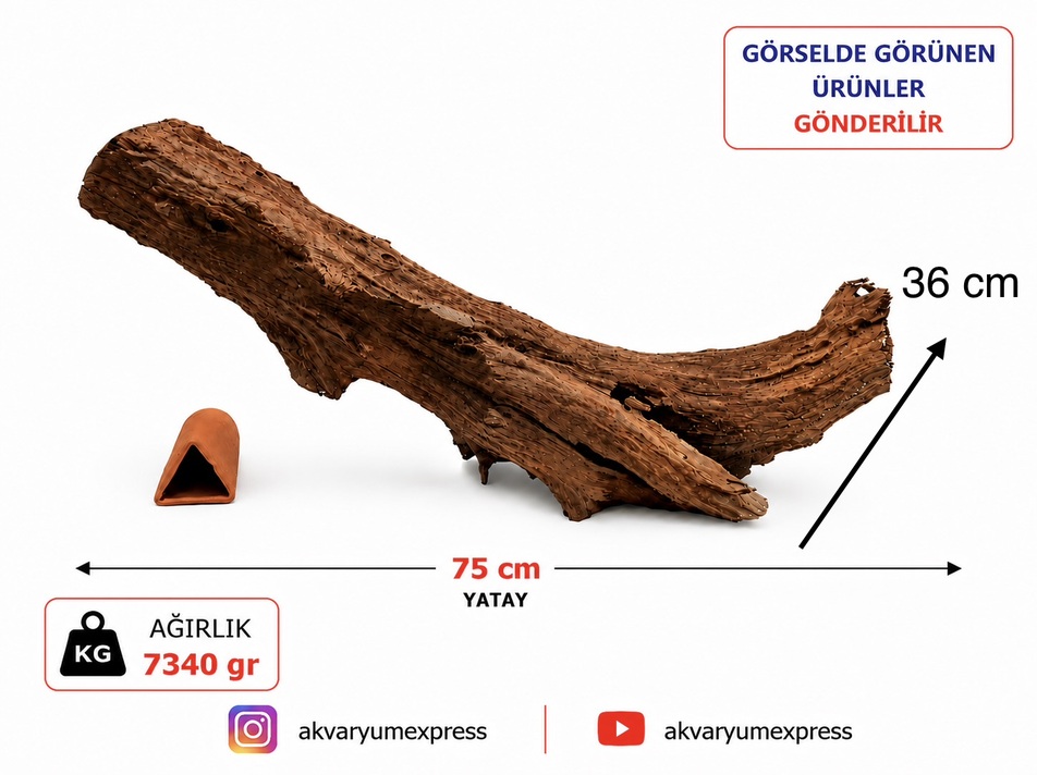 DEKORATİF DOĞAL MANGROW KÖKÜ GÖRSELDEKİ GÖNDERİLİR DEV BOY
