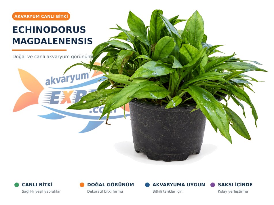 Echinodorus Magdalenensis CANLI BİTKİ
