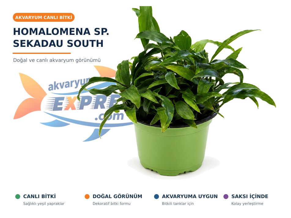 Homalomena SP. Sekadau South CANLI BİTKİ
