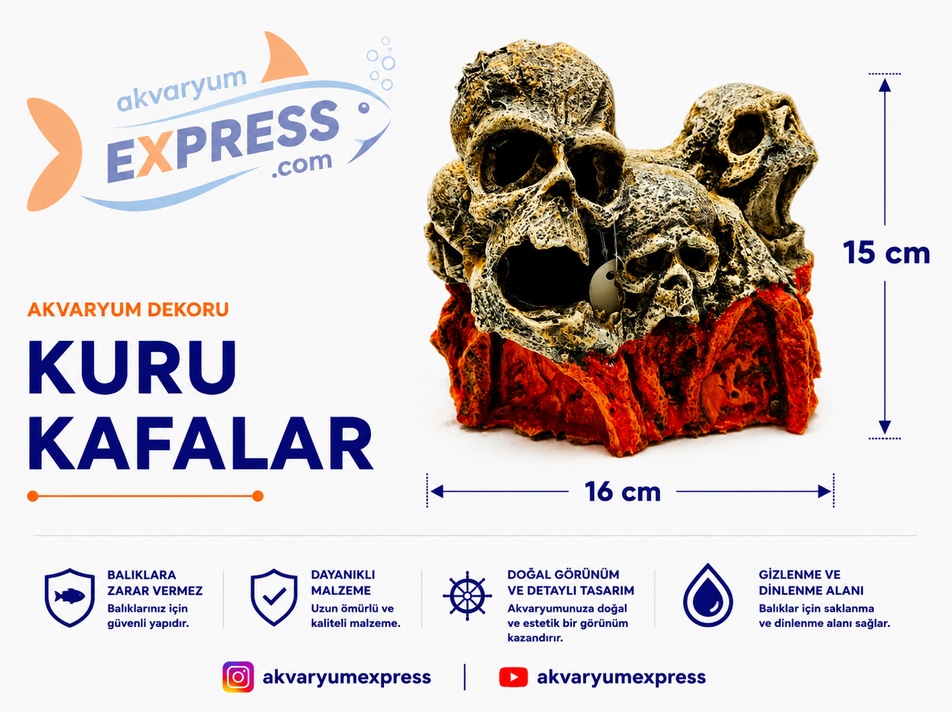 KURU KAFALAR AKVARYUM DEKORU